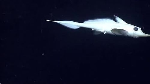 Broadnose chimaera